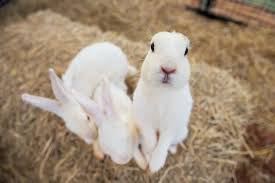 rabbits standing on straw bedding