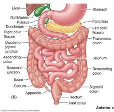 digestive system structures diagram