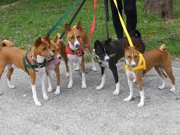 To date tamsala basenjis have achieved the following results both in australia and abroad. Basenji Breed Network Australia Home Facebook