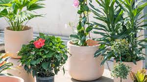 the best outdoor patio plants mulhall