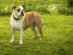 old tyme bulldog caring guide uk pets
