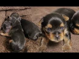 I love looking at this puppy so adorable. Yorkie Puppy Timelapse Newborn To 2 Weeks Youtube
