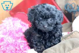 tiny toy poodle puppies near me