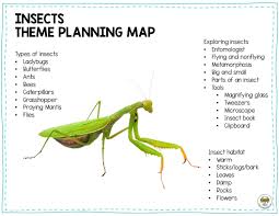 pre insects lesson planning ideas