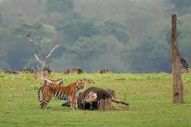 Bengal Tiger with its Gaur kill. : r/HardcoreNature