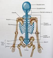 They also provide for the attachment of muscles, and help us move around. Axial Skeleton Diagram Axial Skeleton Skeleton Anatomy Human Anatomy And Physiology