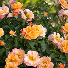 flower carpet amber ground cover rose