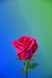 photo of a pink rose free stock photo