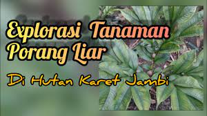 Tidak lagi hanya di jateng dan jatim. Explorasi Tanaman Porang Liar Di Hutan Karet Jambi Youtube