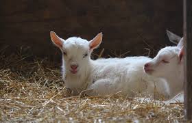 goat birthing and raising kids