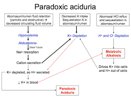 Paradoxic Aciduria Eclinpath