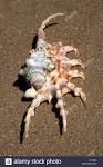 scorpion shell