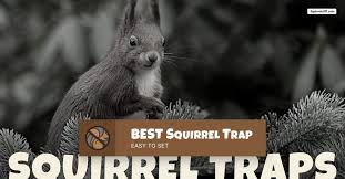 best squirrel trap kinds of squirrel