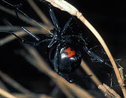 How long until you die from a black widow? Black Widow Spiders Mdc Discover Nature