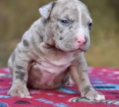 We take pride in the fact that our puppies come from the best family that can raise puppies. Available American Pitbull Terrier Premium Pitbull