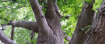 what is the right maple tree for me