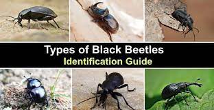 32 black beetles identification guide