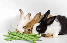 can rabbits eat green beans