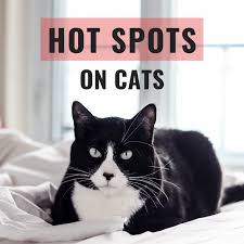 We look at the causes, diagnosis and treatment of bald spots. How To Get Rid Of Hot Spots On Cats Pethelpful By Fellow Animal Lovers And Experts