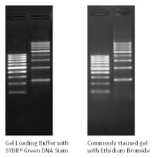 blue gel loading buffer with dna stain