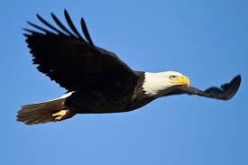 bald eagle flying pickpik