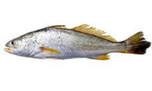 fortune fish gourmet finfish corvina
