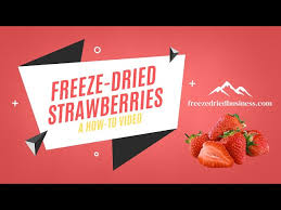 how to freeze dry strawberries for your
