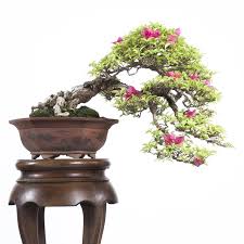 more bougainvillea bonsai but more