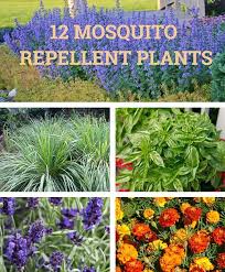 Insect Repellent Plants
