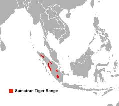 5 5 Tigers Naked And Alone In The Disappearing Sumatran