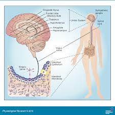 We would like to show you a description here but the site won't allow us. The Microbiota Gut Brain Axis Physiological Reviews