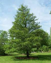 Основно действие на билка черна елша. Cherna Elsha Alnus Glutinosa Statiya Po Biologiya Kakvo Org