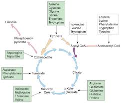 Gluconeogenesis Definition Pathway Cycle Diagram And