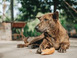 can dogs eat bread sidekick by finn