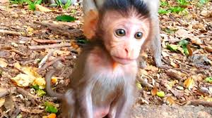 beautiful looking baby monkey sugar