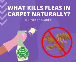 what kills fleas in carpet naturally