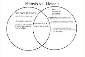 Difference Between Mitosis And Meiosis Laboratoryinfo Com