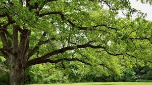 how to identify oak trees in texas by