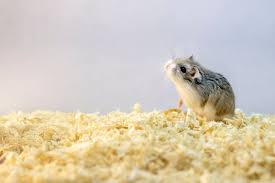 roborovski dwarf hamster info pictures