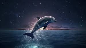 glowing dolphin background images hd