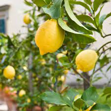growing citrus in containers