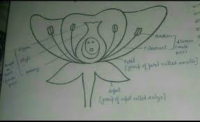 Draw the diagram of longitu. Draw A Diagram Of The Longitudinal Section Of A Flower And Label Stigma Brainly In
