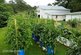 Rain Gutter Gardening System At Big