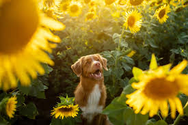 Dog Friendly Plants For Your Backyard