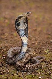 black cobra s snake hd phone