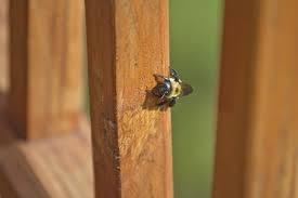 how to get rid of carpenter bees naturally