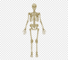 All anatomy charts are available in 19.7 x 26.6 in (50 x 67 cm) unless otherwise stated. The Skeletal System Anatomical Chart Human Skeleton Human Body Anatomy Bone Skeleton Skeletal System Anatomical Chart Human Skeleton Png Pngegg