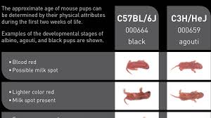 Jax Mice Pups Appearance By Age