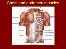 • list the chest muscles • list the abdominal wall muscles chest/thoracic wall provides protection to vital organs • describe the attachments of the above mentioned o heart and major vessels, lungs, liver figure 2. Chapter 11 Axial Muscles Of The Body Ppt Download