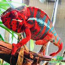ambilobe panther chameleon